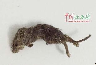 番鼠爆料视频大全,揭秘娱乐圈幕后真相  第2张